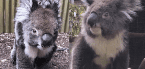 AFK's Adorable Koala Duo Wins Hearts