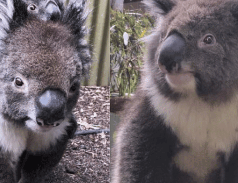 AFK's Adorable Koala Duo Wins Hearts