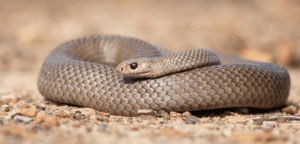 Toowoomba Residents Unprepared for Snakebite Emergencies, Survey Shows