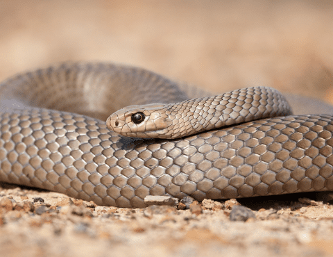 Toowoomba Residents Unprepared for Snakebite Emergencies, Survey Shows