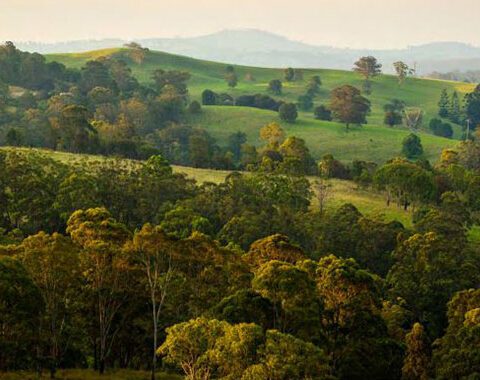 https://www.tr.qld.gov.au/about-council/news-publications/media-releases/16301-trc-approves-measure-to-protect-regions-significant-vegetation
