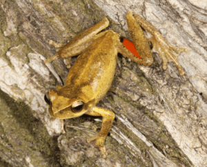 Litoria corbeni/ Photo by Conrad Hoskin