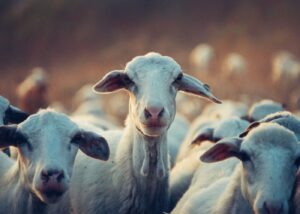 Photo by Snapwire from Pexels: https://www.pexels.com/photo/agriculture-animals-cattle-domestic-390025/