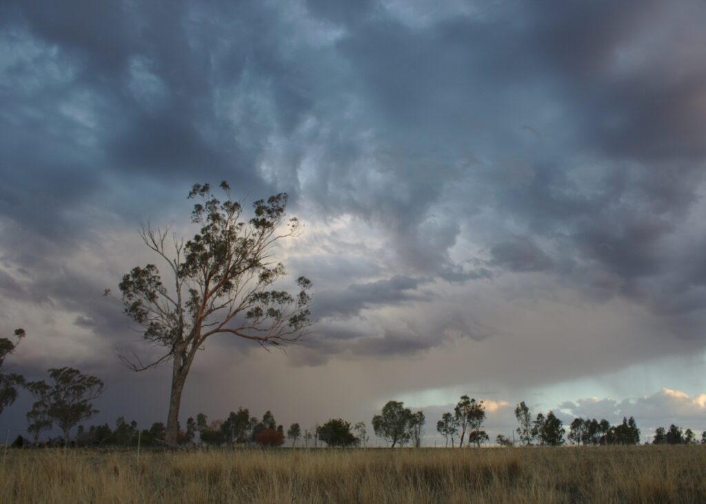 https://unsplash.com/photos/trees-under-grey-sky-SV2dzzZSkf4