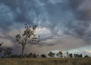 https://unsplash.com/photos/trees-under-grey-sky-SV2dzzZSkf4