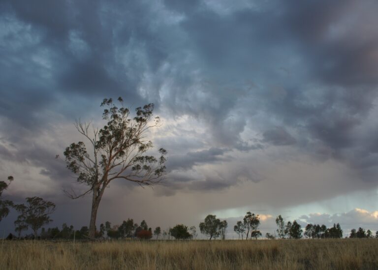 https://unsplash.com/photos/trees-under-grey-sky-SV2dzzZSkf4