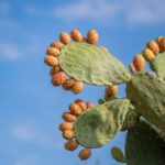 https://www.pexels.com/photo/prickly-pears-landscape-27863682/