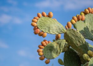 https://www.pexels.com/photo/prickly-pears-landscape-27863682/