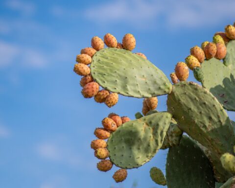 https://www.pexels.com/photo/prickly-pears-landscape-27863682/