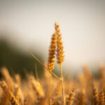 https://www.pexels.com/photo/close-up-photograph-of-brown-wheat-12873375/