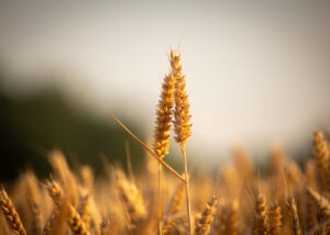 https://www.pexels.com/photo/close-up-photograph-of-brown-wheat-12873375/