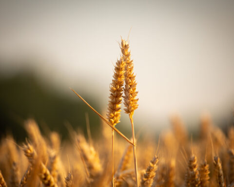 https://www.pexels.com/photo/close-up-photograph-of-brown-wheat-12873375/